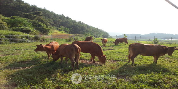 전라남도는 지난 2011년 전국 최초로 ‘전라남도 동물복지형 녹색축산 육성 조례’를 제정한 이래 10여 년간 역점사업으로 추진해오고 있다.(사진=전남도)