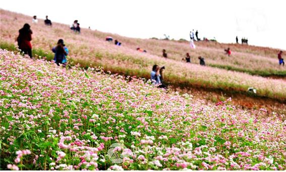 하장성 커우바이의 만개한 메밀꽃 밭(사진=안경환)