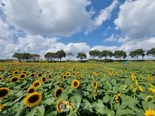 만추에 더욱 빛나는 해바라기 꽃, 옐로우시티 장성군의 황룡강변 생태공원에 만개해 관람객들을 맞고 있다.