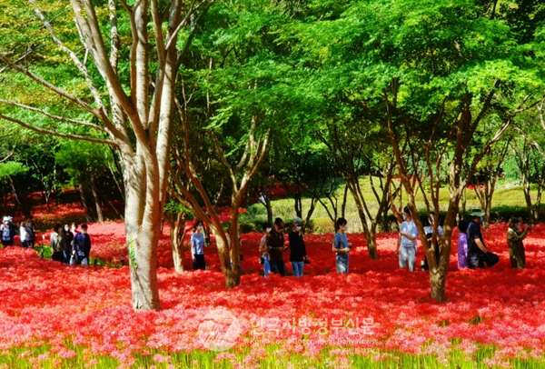 정부의 2023 열린관광지 조성 공모사업에 선정된 불갑사관광지 꽃무릇 상사화 축제(사진=영광군청)