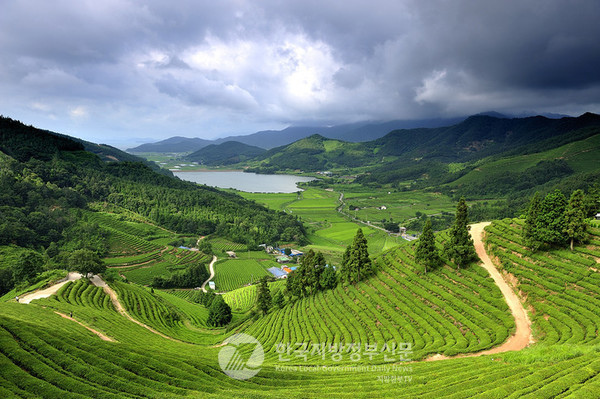 녹차수도 보성군의 국내 최대 규모의 녹차밭과 바다가 만나는 그림같은 전경(사진=보성군청)