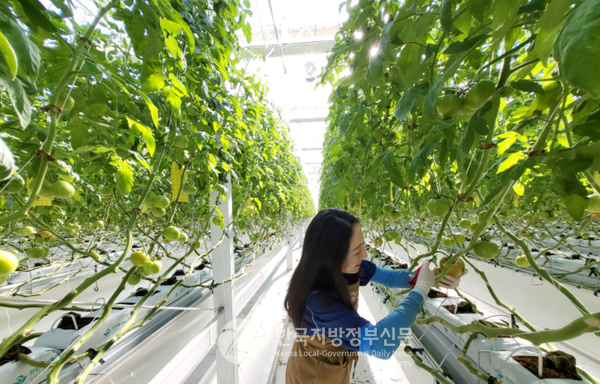 전라남도가 추진하고 있는 ‘스마트팜 청년농업인 1만 명 육성' 정책이 단계적으로 성과를 보이기 시작했다(사진=전남도청)