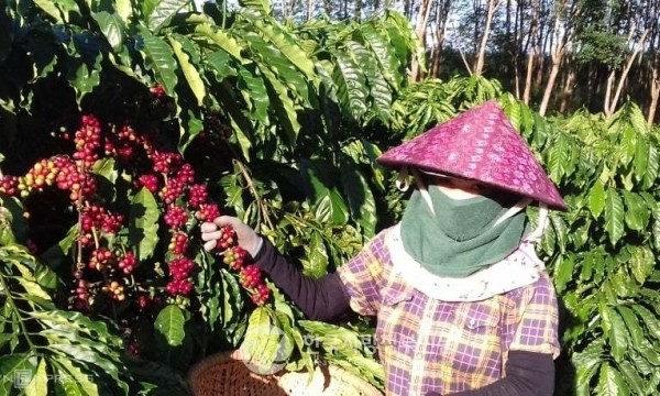 김관영 지사가 이번에 방문하는 베트남 닥락성은 600m 고원지대로 베트남 커피의 최대 주산지다(사진=닥락성 홈페이지)