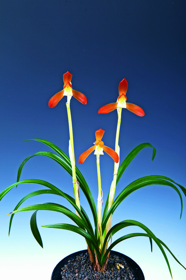 제29회 한국난 명품 전국대회 대상 홍화소심(사진=화순군청)