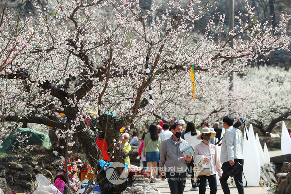 광양시는 10일 오후 2시, 매화문화관 앞 주무대에서 제22회 광양매화축제 개막식을 갖고 열흘간의 봄꽃 축제의 대장정에 올랐다.(사진=광양시청)