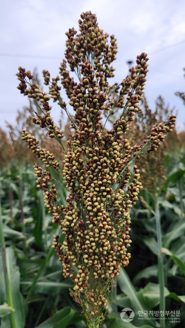 홍메이삭/사진=경북도