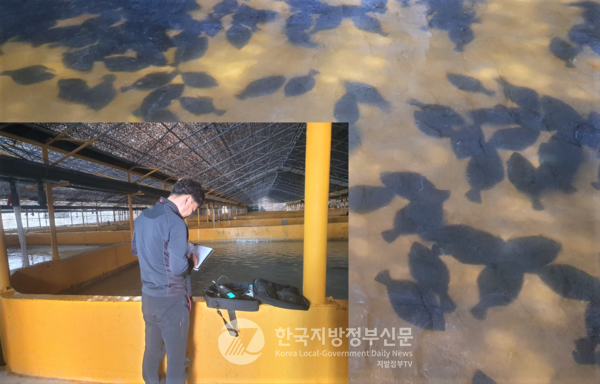전남해양수산과학원이 체계적인 어장환경 및 양성관리로 생산성 향상과 우수한 품질 관리를 위해 전복․넙치의 ‘맞춤형 양식 매뉴얼’ 개발에 착수했다(사진=전남해양수산과학원)