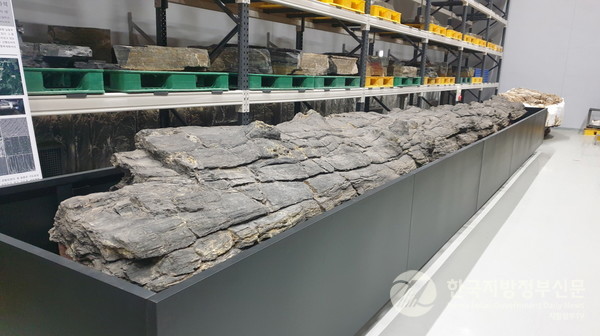 포항 금광리 신생대 나무화석/사진=포항시