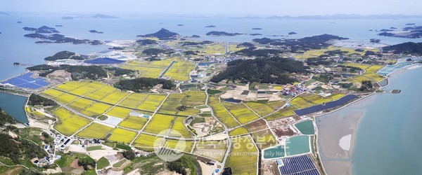 “황금빛으로 물드는 유채섬”이라는 주제로 오는 4월 8일부터 4월 22일까지 15일간 제1회 ‘팔금 섬 유채꽃축제’가 열린다(사진=신안군청)