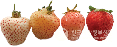 신품종 딸기 (왼쪽부터) 화이트펄, 옐로우글램, 샤이투, 설향/사진=양양군