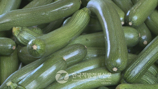 GMO 누명을 벗은 '주키니 호박'이 3일부터 출하·판매가 재개됐지만 농가들의 피해가 커지고 있어 대책 마련이 시급한 것으로 알려졌다(사진=안동시청)
