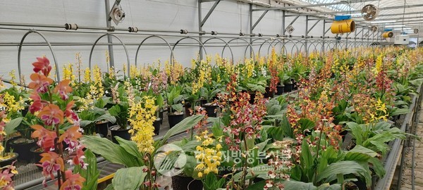 전남 신안군에서 우리나라 자생란으로 멸종위기종인 '새우란' 30만송이가 한 자리에 모이는 축제가 전국 최초로 열린다(사진=신안군청)