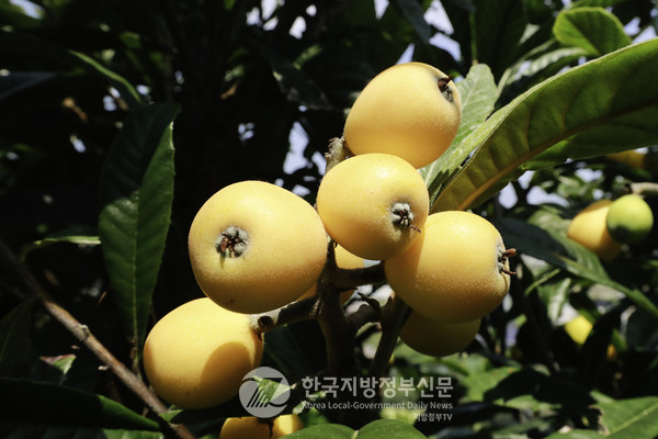 전국 '비파나무' 재배면적의 70%를 차지하고 있는 전남 완도군에서는 지금 황금색 웰빙 과일인 비파 열매 수확이 한창이다(사진=완도군청)