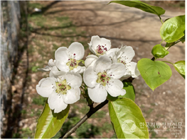 복원된 문배나무/사진=강원도