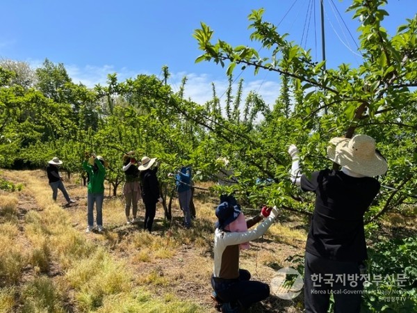 경북도의 국민참여형 농촌일손돕기 사업/사진=경북도