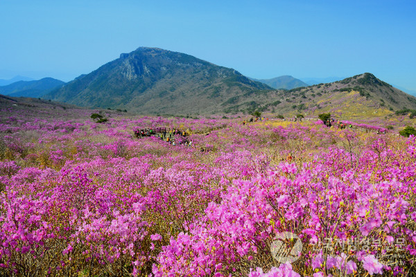 비슬산 참꽃/사지=달성군