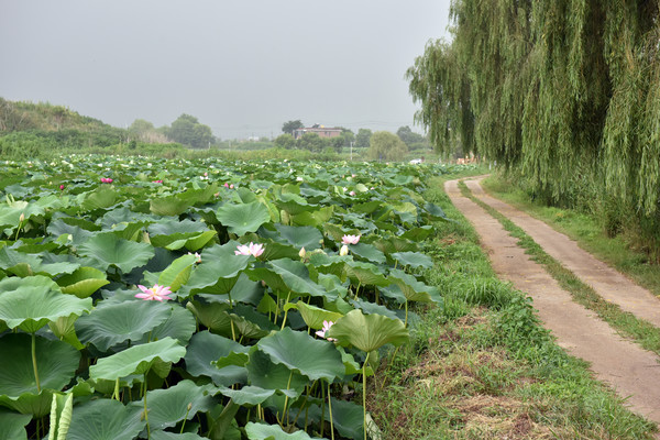 이천 산수유마을, 파주 질오목마을, 가평 아침고요푸른마을, 포천 산정호수 일원, 김포 하동천 일원 등 5곳을 주민 주도형 생태관광거점 조성사업 대상지로 선정했다. 하동천 생태탐방로 (사진=경기도청)