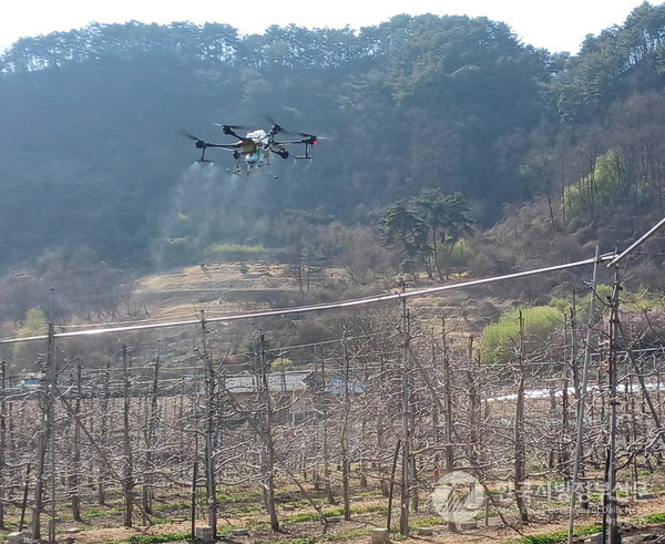 홍천군은 국가관리 검역병인 과수 화상병의 약제방제를 무인항공방제기(이하 드론)로 살포하는 사업을 추진한다/사진=홍천군
