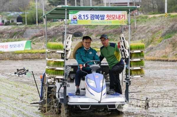20일 송호준 영주부시장이 8.15 광복쌀 첫 모내기를 하고 있다/사진=영주시