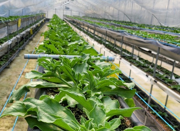 양주시농업기술센터는 영국 식품환경연구청(FERA)에서 주관한 '2023년 잔류농약 국제 분석능력 평가(FAPAS : Food Analysis Performance Assessment Scheme)'에서 우수기관으로 선정돼 최고 수준의 잔류농약 분석능력을 인정받았다고 26일 밝혔다. 참고사진은 해당기사와 직접 관련이 없음 (사진=양주시농업기술센터 홈페이지)