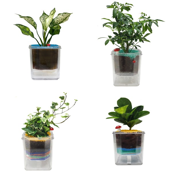 위쪽 왼쪽부터 시계방향 순서로 아글라오네마, 쉐프렐라 홍콩, 리사호야, 무늬아이비 (사진=서울시청)