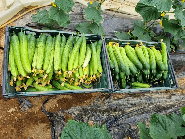 경기도농업기술원이 새롭게 발굴한 광합성 균이 작물의 성장을 촉진하고 생산량을 늘린다는 조사 결과가 나왔다. (사진=경기도농업기술원)