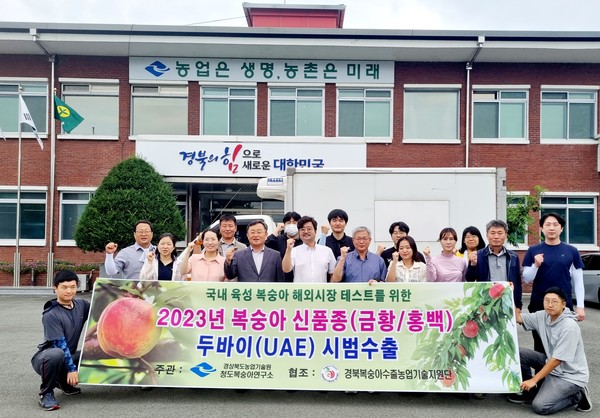 경상북도농업기술원 청도복숭아연구소는 경북복숭아수출농업기술지원단과 협력해 복숭아 신품종 ‘금황’과 ‘홍백’을 아랍에미리트 두바이로 시범 수출해 현지 바이어와 소비자에게 첫 선을 보인다고 밝혔다. (사진=경북도청)