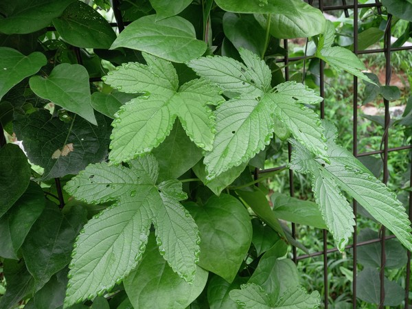 경기도산림환경연구소는 생태계 교란종인 환삼덩굴 활용을 위한 3년여 간의 연구 끝에 탈모 방지 효능을 확인하고 ‘환삼덩굴의 탈모 완화 및 방지 관련’ 신규 특허 출원을 완료했다고 밝혔다. 환삼덩굴 모습 (사진=경기도산림환경연구소)