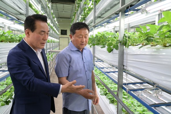 논산시(시장 백성현)는 방치되어 있던 양송이버섯 재배사를 딸기 스마트팜으로 변모시켜 ‘창고형 식물공장’으로 만들었는데, 최근 이곳에서 재배된 딸기가 첫 출하를 마치고 판로에 올랐다. 여름딸기 스마트팜을 둘러보는 백성현 논산시장 (사진=논산시청)