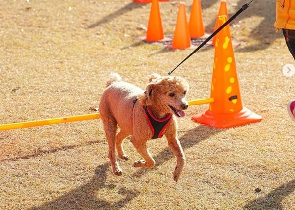 성남시(시장 신상진)는 ▲취약계층 반려동물 진료 지원 ▲유기동물 진료 ▲인수공통감염병(광견병 등) 예찰 및 예방을 위해 시립동물병원을 수정구 수진동 수정커뮤니티센터 지하1층에 145.3㎡ 규모로 개소할 예정이라고 11일 밝혔다. 참고사진은 해당기사와 직접적인 관련이 없음, 성남시 반려동물 페스티벌 모습 (사진=성남시 공식 SNS)