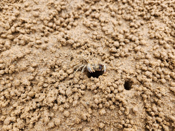 경기도해양수산자원연구소는 지난 6월 정기적으로 수행중인 ‘경기갯벌 생태조사’ 사업을 통해 또 한 차례 안산시 대부도의 한 갯벌에서 발콩게 서식처를 발견했다고 14일 밝혔다. (사진=경기도해양수산자원연구소)