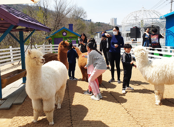 알파카 체험카페인 평창 ‘마추픽추’ 모습 (사진=마추픽추 홈페이지)