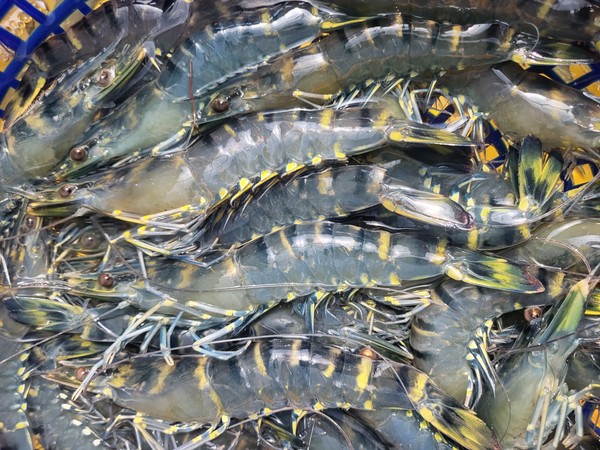 당진시는 작년 국내 최초로 블랙타이거 새우 상업 양식에 성공한 관내 한 양식 어가가 국내 최초로 블랙타이거 새우의 자체 종자생산에도 성공했다고 12일 밝혔다. (사진=당진시)