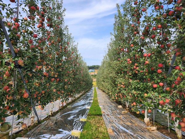 충남도가 사과나무를 직각 벽 모양으로 키워 노동력을 줄이고 수확량은 늘릴 수 있는 ‘사과 다축 과원 조성 신기술’ 확대 보급에 나선다. (사진=충남도)