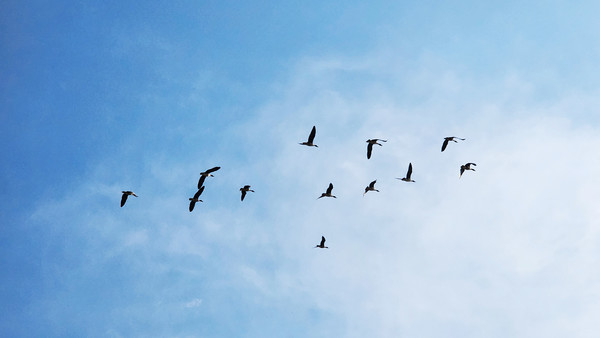 충남 서산시 천수만에서 겨울 철새를 주제로 한 2023 서산버드랜드 철새기행전이 28일과 29일에 개최된다. 세계적인 철새도래지인 천수만에 겨울 철새들이 날아든 모습 (사진=서산시)