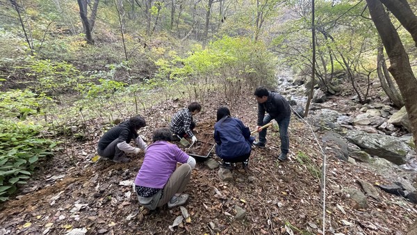충남도 산림자원연구소는 멸종위기 희귀식물 복원을 위해 지난달 19일부터 30일까지 연구소에서 증식한 히어리 등 6종을 덕산·칠갑산·대둔산도립공원에 식재했다고 2일 밝혔다. (사진=충남도)