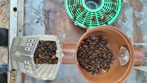 충남도가 꿀벌 킬러로 불리며, 꿀벌 실종 사태 3대 원인 중 하나로 지목받고 있는 등검은말벌을 대량 포획 할 수 있는 기술 개발에 성공했다. 말벌 사진 (사진=충남도)