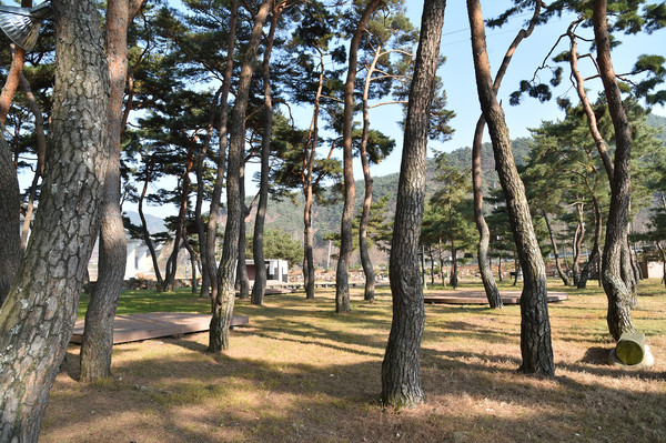 경상북도는 산림청의 2023년 국가산림문화자산 지정심사위원회 결과 전국 최다인 5개소가 국가산림문화자산으로 신규 지정 고시되었다고 밝혔다. 청송군 파천면 「중평 마을숲」 모습 (사진=경북도)