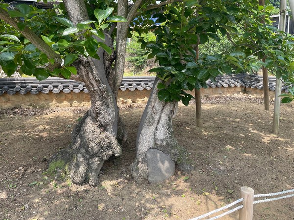 상주시 외남면 「하늘아래 첫 감나무」 모습 (사진=경북도)