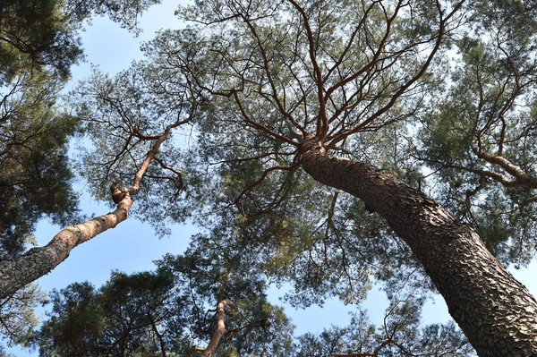  청송군 파천면 「중평 마을숲」 모습 (사진=경북도)