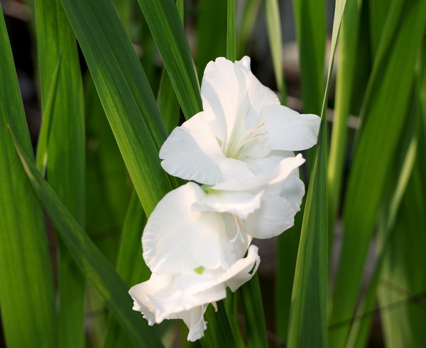 태안군농업기술센터는 전국 최초로 나트륨 등(燈)을 이용해 일조량 및 온도를 조절하는 기술을 개발, 다년간의 시범 재배를 거쳐 지난해(2023년) 말부터 본격적으로 글라디올러스 꽃 출하에 나서고 있다. (사진=태안군)