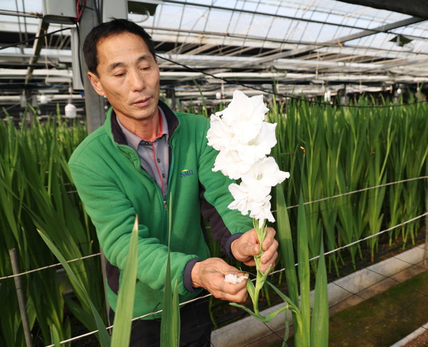 태안읍 평천리의 한 화훼농가에서 글라디올러스를 재배하는 모습 (사진=태안군)
