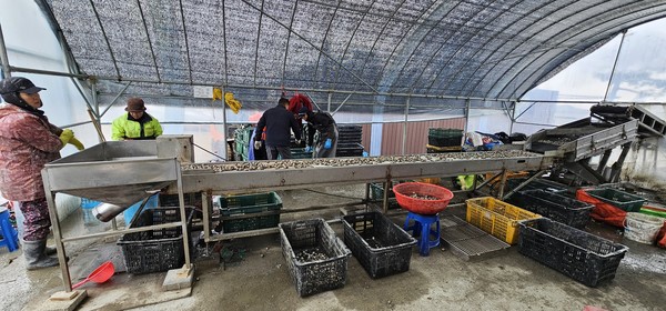 도리도 귀어인 자율관리어업공동체는 경기도 화성시 백미리 어촌계가 관리하는 마을어장 2개소(50ha)에 대한 사용권을 얻고 공동체를 구성했다. (사진=경기도)