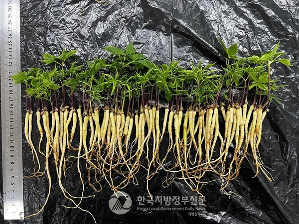 스마트챔버에서 다시마 배양액을 활용한 새싹삼 생산에 적용한 결과 특정 진세노사이드 함유량이 증가한다는 사실을 밝혀냄으로써 국내 최초의 순천시 생물전환 스마트챔버의 과학적 근거를 제공해 관심을 끌고 있다.(사진=순천시청)