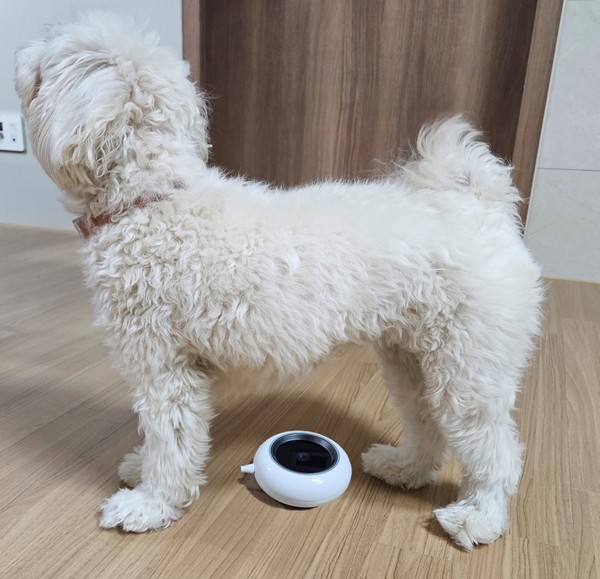 복부 정맥 패턴을 인식해 반려동물을 특정하는 새로운 반려동물 등록 신기술, 반려동물 집을 찾아가 장례를 치르는 이동식 장례 서비스 등 반려동물 관련 신기술과 사업 6건이 경기도의 컨설팅으로 실증 특례를 받았다. (사진=경기도)