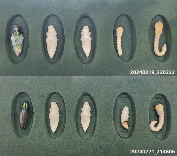 영월군은 문화재청의 지원을 받아 지난 2018년부터 국내산 비단벌레 (학명: Chrysochroa coreana)의 원종을 확보하여 인공적으로 짝짓기를 시킨 후 알에서 성충으로 우화하는 전 과정에 대한 생활사를 국내 최초로 규명하였다고 발표하였다. (사진=영월군)