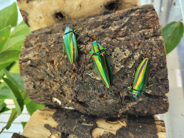 이번 연구를 직접 수행한 영월군 천연기념물곤충연구센터 이대암박사는 "자연상태에서 비단벌레의 유충기는 평균 3~5년 정도이지만, 인공증식을 통해 긴 유충기를 1-2년으로 대폭 단축시킬 수 있는 기술까지도 동시에 개발하였기에 앞으로는 비단벌레의 대량증식이 가능하다"고 말했다. (사진=영월군)