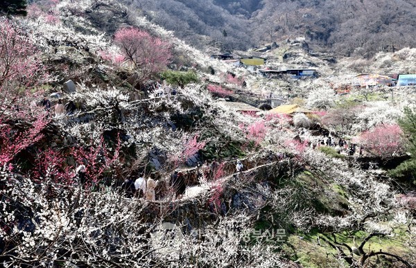 ‘제23회 광양매화축제’가 전 국민의 기대와 성원 속에서 8일 오후 2시 매화문화관 앞 주무대에서 화려한 개막식과 함께 10일간의 대장정에 올랐다.(사진=광양시청)