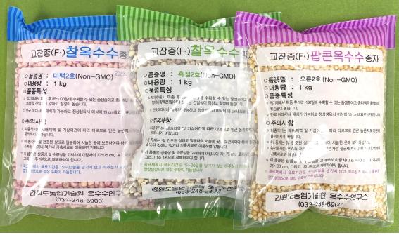 강원특별자치도 보건환경연구원은 2024년 옥수수 재배 농가에 보급되는 옥수수 6품종과 옥수수연구소에서 신품종으로 등록한 13품종을 대상으로 옥수수 재조합유전자의 오염 여부를 검사한 결과 모든 품종이 'Non-GMO(비유전자변형식품)'으로 확인되었다고 밝혔다. 농업기술원 옥수수연구소 보급형 옥수수 품종 (사진=강원도)