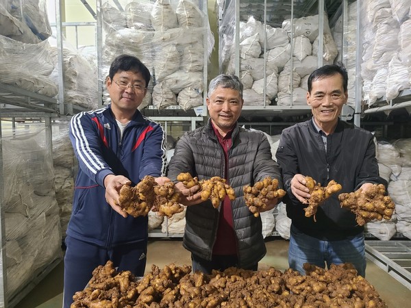 당진시에 따르면, 지난해 해들림생강공선출하회(회장 장상순) 회원 10여 명이 정성 들여 생산한 생강 80톤을 지역농협 저온저장고(165㎡)에 저온저장 해 안정적으로 고품질 생강을 출하하고 있다. (사진=당진시)